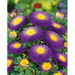 Blauwe pompombloemige aster - 500 zaden - Callistephus chinensis