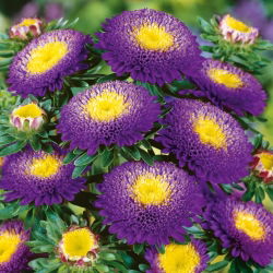 Blauwe pompombloemige aster - 500 zaden - Callistephus chinensis