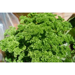 Лист магданоз "Mooskrause 2" - ярко зелени, накъсани листа - 1200 семена - Petroselinum crispum 