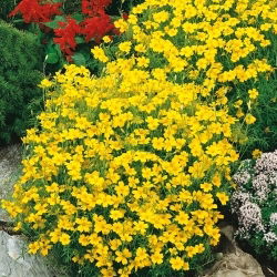 Stempel marigold "Lulu" - lemon; marigold emas - Tagetes tenuifolia - biji