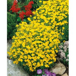 Stempel marigold "Lulu" - lemon; marigold emas - Tagetes tenuifolia - biji