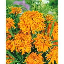 Mehiški ognjič "Fantastic" - oranžna; Azteški ognjič - 108 semen - Tagetes erecta  - semena