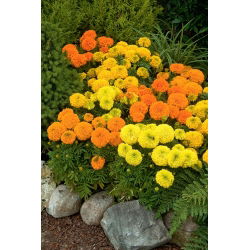 Törpe nagyvirágú bársonyvirág - színkeverék - Tagetes erecta - Kompakt növekedés, élénk nyári virágok - Friss vetőmagok