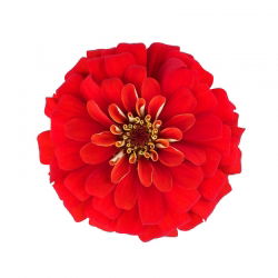 ดอกบานชื่น "Liliput Scarlet Gem" - สีแดง - 81 เมล็ด - Zinnia elegans