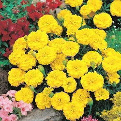 Marigold Perancis "Petite Yellow" - 158 biji - Tagetes patula L.