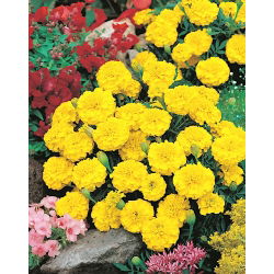 Marigold Perancis "Petite Yellow" - 158 biji - Tagetes patula L.