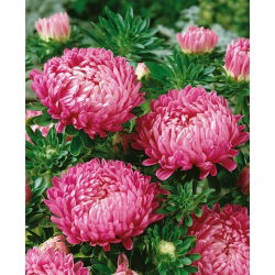 Callistephus chinensis - Duchesse - 225 zaden - roze