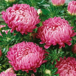 Callistephus chinensis - Duchesse - 225 zaden - roze