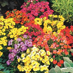 Nemesia - Karneval - Miscuglio - Nemesia strumosa - Fioriture vivaci e prolungate - Semi Freschi