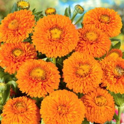 Невен "Гейша момиче" - 108 семена - Calendula officinalis