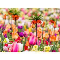 Oranje kroon keizerlijke en een tulpenmix - 18 delige set - 