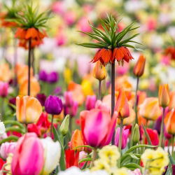 Oranje kroon keizerlijke en een tulpenmix - 18 delige set - 