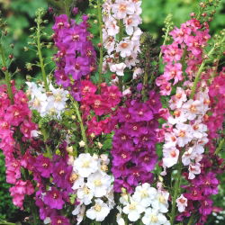 Purple Mullein seemned - Verbascum phoeniceum - 800 seemnet