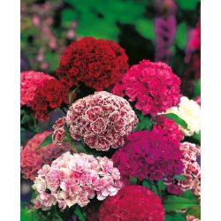 Dianthus barbatus - Pinocchio - 450 sementes - mix