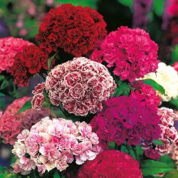 Dianthus barbatus - Pinocchio - 450 sementes - mix