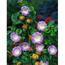 Nikandra - Nicandra physalodes - Crește până la 90 cm, ideal pentru grădinile sălbatice - Semințe proaspete