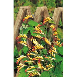 Firecracker Vine, Spanish Flag seeds - Mina Lobata - 6 semen - Ipomoea lobata - semena
