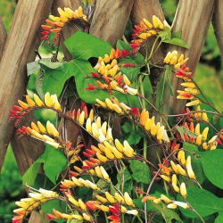 Firecracker Vine, Spanish Flag seeds - Mina Lobata - 6 semen - Ipomoea lobata - semena