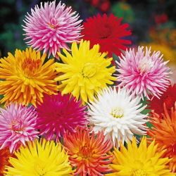 Cactus Dahlia - mix de varietate - 120 de semințe - Dahlia pinnata flore pleno