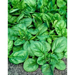 BIO - Špinača "Geant d'hiver" - certificirano ekološko seme - 800 semen - Spinacia oleracea L. - semena