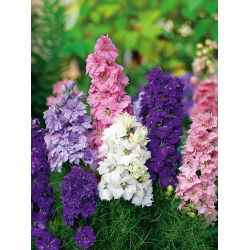 Hạt hỗn hợp Rocket Larkspur - Delphinium ajacis hyacinthiflorum fl. pl. - 500 hạt