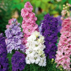 Hạt hỗn hợp Rocket Larkspur - Delphinium ajacis hyacinthiflorum fl. pl. - 500 hạt