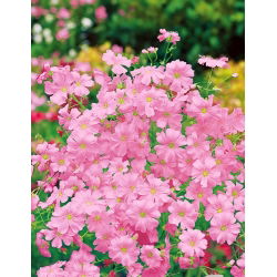 Sommer Schleierkraut, Gemeiner Gipskraut - rosa