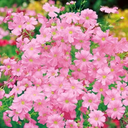 Sommer Schleierkraut, Gemeiner Gipskraut - rosa