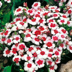 Sementes de Dianthus Merry-Go-Round - Dianthus chinensis - 330 sementes
