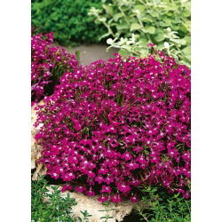 Carmine-red edging lobelia; garden lobelia, trailing lobelia - 3200 seeds