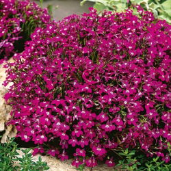 Carmine-red edging lobelia; garden lobelia, trailing lobelia - 3200 seeds