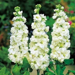 Cổ phiếu mùa hè trắng, cổ phiếu Tenweek "Excelsior" - 300 hạt - Matthiola incana annua