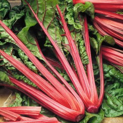 Kırmızı pazı "Ravent" - 225 tohum - Beta vulgaris var. cicla.  - tohumlar