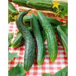Seme kumare kitajski slangen - Cucumis sativus - 175 semen - semena
