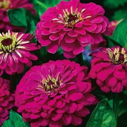 大丽花花百日草“紫罗兰女王” -  120粒种子 - Zinnia elegans fl. pl. Dahliaeflora - 種子