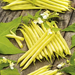 Đậu lùn vàng Pháp "Tara - Phaseolus vulgaris L. - hạt