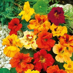 Mešana semena dvojnega palčka Nasturtium - Tropaeolum fl. pl. Nanum - 24 semen