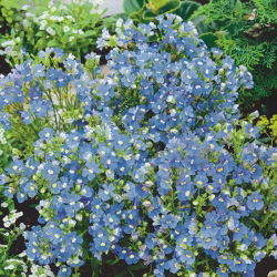 Semi Nemesia Blue Gem - Nemesia strumosa - 1000 semi - Nemezis strumosa