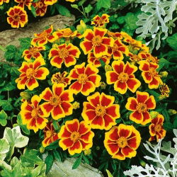 Francoski ognjič "Dainty Marietta" - enobarvni - 315 semen - Tagetes patula L. - semena