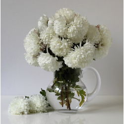 Callistephus chinensis - 500 zaden - Milady White