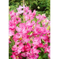 Pembe Tatlı Bezelye tohumları - Lathyrus odoratus - 36 seeds
