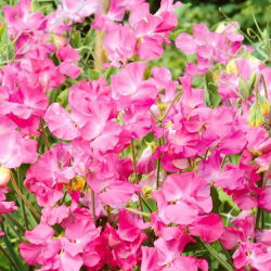 Pembe Tatlı Bezelye tohumları - Lathyrus odoratus - 36 seeds