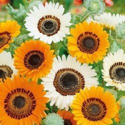 Kap-Gänseblümchen, Monarch der Veldt-Mischsamen - Venidium fastuosum - 130 Samen - 