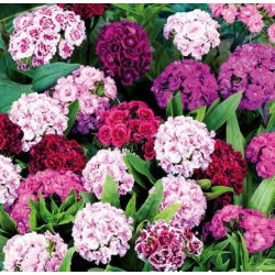 Dianthus barbatus - Pinocchio - 450 sementes - mix