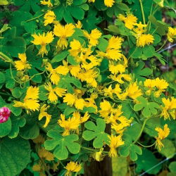 Canary Creeper, Canary Bird Vine seemned - Tropaeolum peregrinum - 22 seemnet