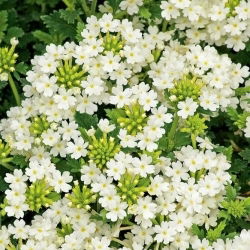 Насіння білої вербени - вербена х гібрида - 120 насіння - Verbena x hybrida