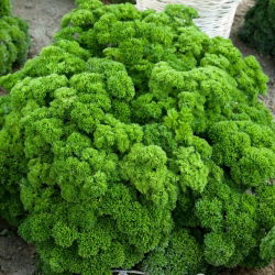 Лист магданоз "Mooskrause 2" - ярко зелени, накъсани листа - 1200 семена - Petroselinum crispum 