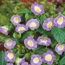 Nikandra - Nicandra physalodes - Crește până la 90 cm, ideal pentru grădinile sălbatice - Semințe proaspete