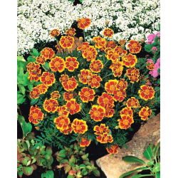 Francoski ognjič "Dainty Marietta" - enobarvni - 315 semen - Tagetes patula L. - semena