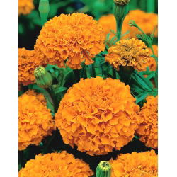 Marigold Deep Orange semena - Tagetes erecta - 300 semen
